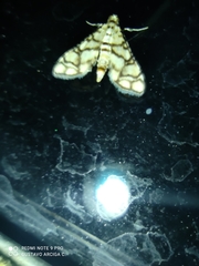 Hileithia rehamalis