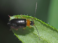 Luperus flavipes