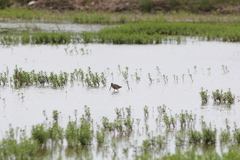Limnodromus semipalmatus