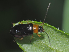Luperus flavipes
