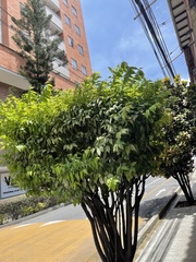 Melicoccus bijugatus