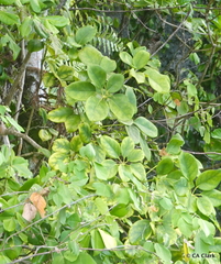 Heptapleurum ellipticum