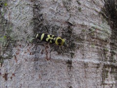 Chlorophorus fristedti