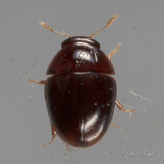 Acylomus