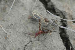 Tritoxa