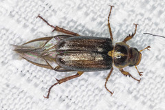 Dichelonyx pusilla