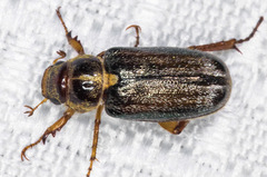 Dichelonyx pusilla