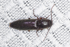 Melanotus longulus