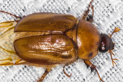 Cyclocephala pasadenae