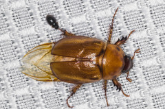 Cyclocephala pasadenae