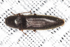Melanotus longulus