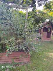 Varronia cylindrostachya