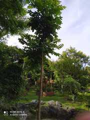 Sterculia apetala