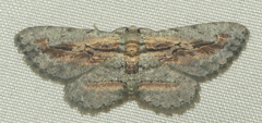 Odysia venusta