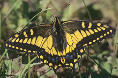 Papilio machaon hudsonianus