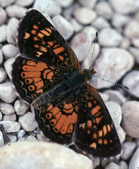 Phyciodes batesii