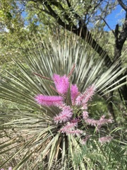 Mimosa dysocarpa