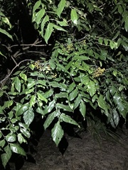 Micromelum minutum