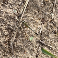 Diplacodes trivialis