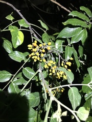 Micromelum minutum