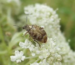 Megabruchidius dorsalis