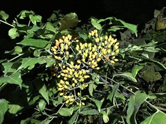Micromelum minutum