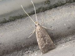 Halolaguna sublaxata