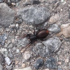 Castianeira walsinghami