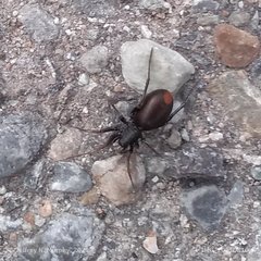 Castianeira walsinghami