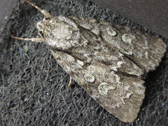 Acronicta adaucta