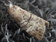 Bryophilina mollicula