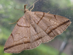 Zanclognatha griselda