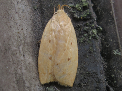 Scythropiodes malivora