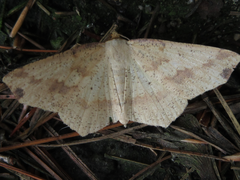 Pareclipsis gracilis