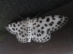 Antipercnia albinigrata