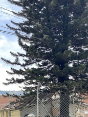 Araucaria