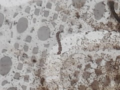 Eisenia