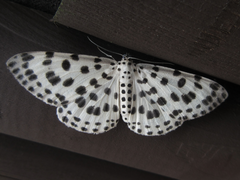 Antipercnia albinigrata