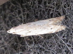 Mesophleps albilinella
