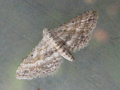 Araeopteron fragmenta