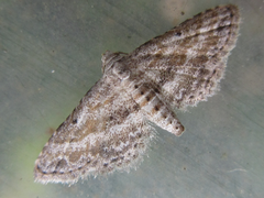 Araeopteron fragmenta