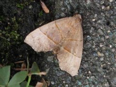 Gonepatica opalina