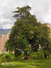 Chiranthodendron