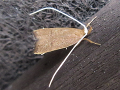 Lecitholaxa thiodora
