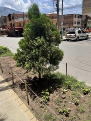 Retrophyllum rospigliosii