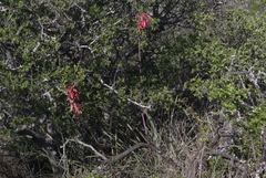 Hesperaloe parviflora