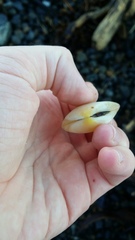 Pseudarcopagia disculus