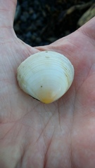 Pseudarcopagia disculus