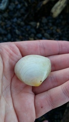 Pseudarcopagia disculus