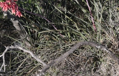 Hesperaloe parviflora